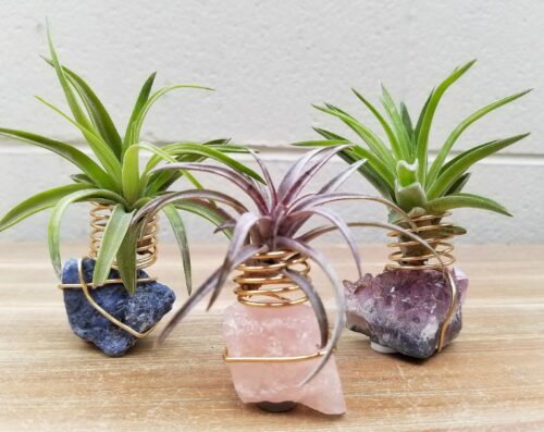 Air plants in crystal holders